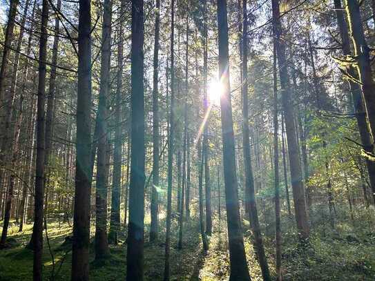 Waldgrundstück mit gutem Baumbestand
 nahe Albaching