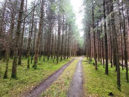 Waldgrundstück mit ausgezeichnetem Baumbestand