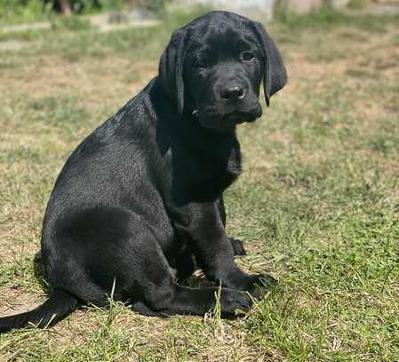 ERFÜLLEN SIE SICH IHRE LEBENSTRÄUME: FAMILIENGLÜCK, TRAUMHAUS UND EIGENER HUND!