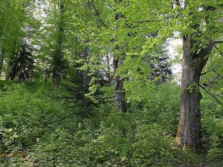 Waldgrundstück in Frammersbach