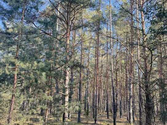 🌳 Waldgrundstück mit 35.660 qm 🌿