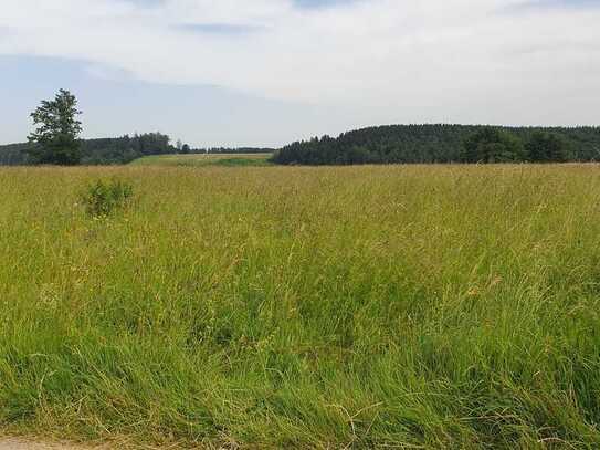 Grünland mit Wald in der Gemarkung Denklingen