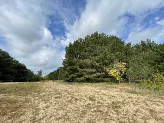 Waldfläche direkt an der Berliner Stadtgrenze auf dem ehemaligen Berliner Mauerstreifen