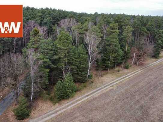 Großes Waldgrundstück zwischen Calau und Finsterwalde - Kiefern mit Mischwald-Anteilen