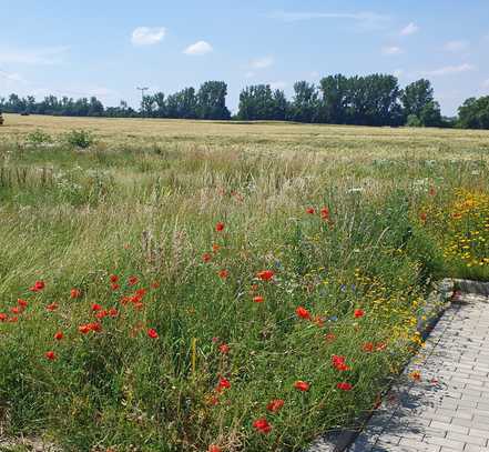 Bauplatz 902m² - bauträgerfrei - kostenlose Besichtigung