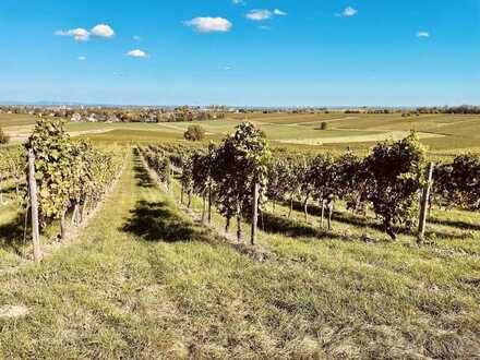 Sonnenverwöhnte Weinberge an den sanften Hängen von Wollmesheim!