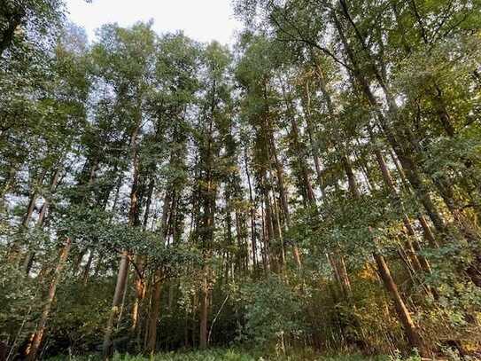 Wald Waldfläche