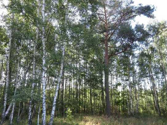 Wald bei Spremberg