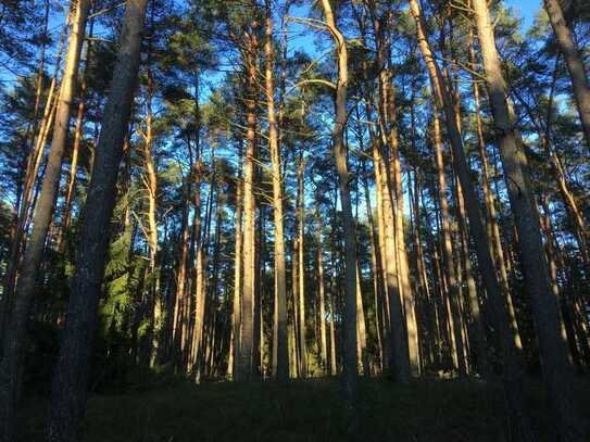 GIS IMMOBILIEN - Waldfläche im Siegenburger Forst!