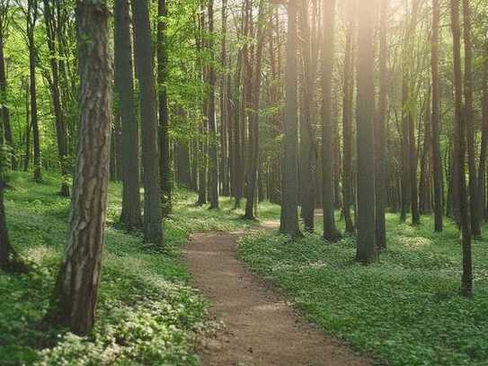 Mischwald, Waldgrundstück, Landkreis Schwandorf, 20.722 m² - zu verkaufen