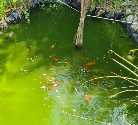 Einfamilienhaus mit Erweiterungs-Potential u. Teich