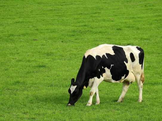 1,7 ha wertvolles Grünland in Unteregg/Allgäu! (Weitere Fläche in der Nähe)