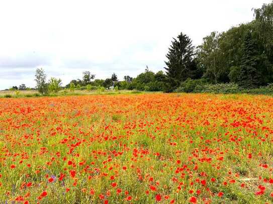 SONNENGRUNDSTÜCK IN TRAUMHAFTER RUHIGLAGE - VOLLERSCHLOSSEN - PROVISIONSFREI