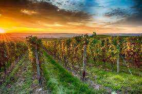 Wohnen direkt am Weinberg in toller Lage von Maikammer.