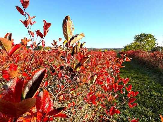 Beerenstarkes Investment - Ihre Aronia-Plantage voller Potenzial und vielen Möglichkeiten in Halle!