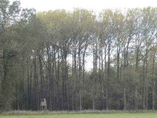 Waldfläche - Pappelwäldchen