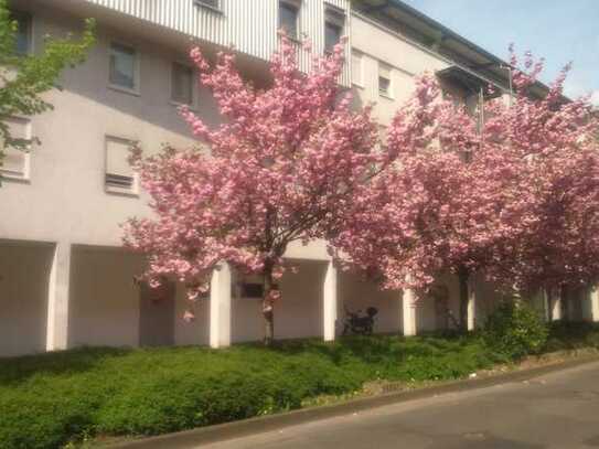 Singlewohnung, neuw. 1 -Zi. mit Lift und neuem Laminat !