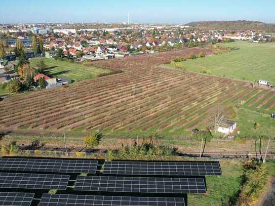 Beerenstarkes Investment - Ihre Aronia-Plantage voller Potenzial und vielen Möglichkeiten in Halle!