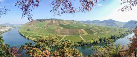 Weinberggrundstück in Zell (Mosel) OT Briedel