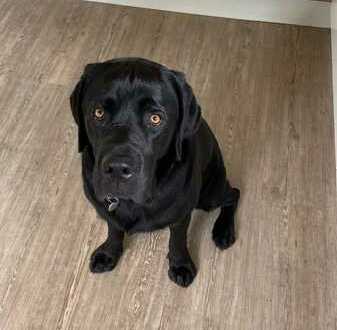 HURRA! WENN WIR IN UNSEREM NEUEN HAUS WOHNEN, SCHENKEN MAMA UND PAPA MIR ENDLICH EINEN HUND!