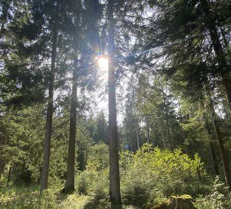 Waldgrundstück, Wald, Forst zu verkaufen 5,7 ha Landkreis Rosenheim, Chiemgau