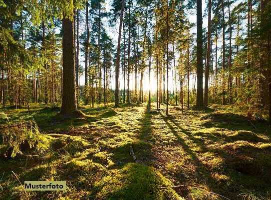 Wald- und Wegeflächen im Außenbereich