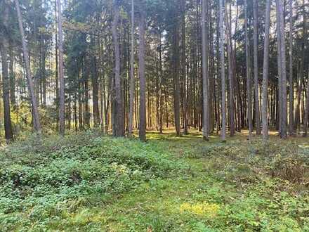 Gepflegte Waldfläche bei Hausen/Herrnwahlthann