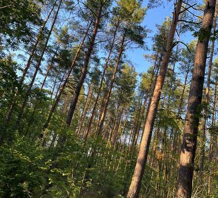 Wald & Wiesen & Ackerflächen