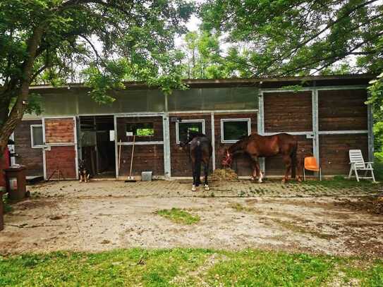 Pferdeboxen, Sattelkammer, Paddock und Weide in Neckartenzlingen - Obj. Nr. 377-24