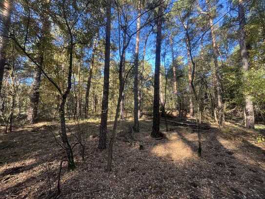 Waldgrundstück in Bestensee