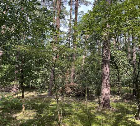 Auktion - Vertragsfreie Kiefernwald-Forstfläche in Stolzenhagen bei Wandlitz