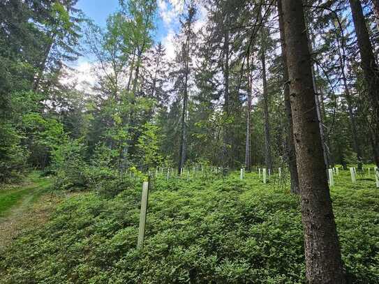 Waldgrundstück in Voggendorf