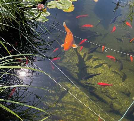 Lust auf Fisch?