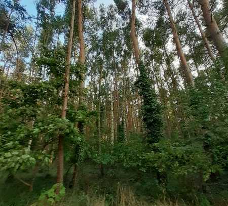 Wald- und Forstfläche in Burg OT Parchau zu verkaufen