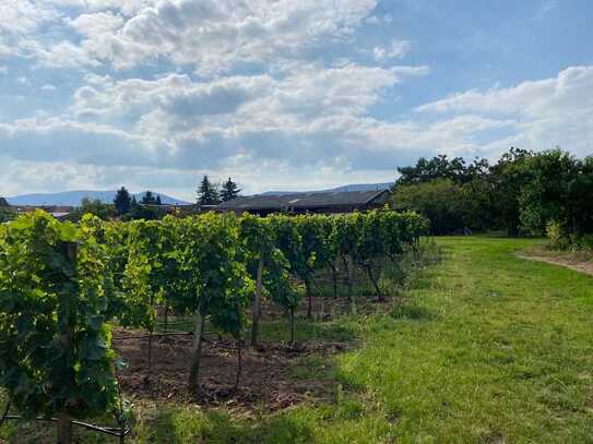 Grundstück in bevorzugter Wohnlage Neustadt Mussbach mit Blick zum Haardtgebirge.