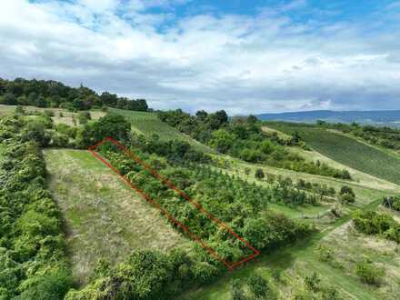 Gartenland und Wald (ca. 1,700 m²) westlich von Mainz