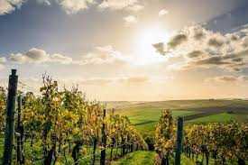 Schöner Bauplatz, angrenzend an Weinberge in absoluter Südlage für eine Doppelhaushälfte..