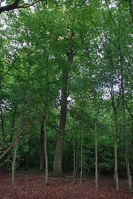 *Jetzt zinsfreie Ratenzahlung sicher!* Waldgrundstücke in 67098 Bad Dürkheim, Flurstück 6720/155