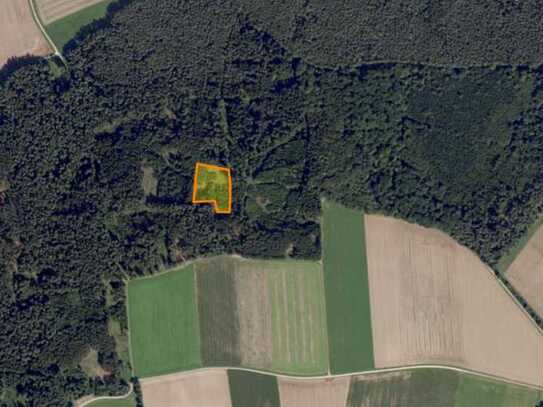 Waldfläche in der Germarkung Haslach