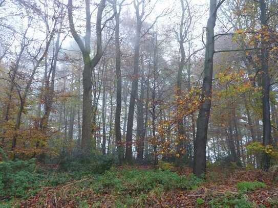 Brennholz satt, alter Baumbestand - über 0,5 ha ebenerdige Waldfläche im südöstlichen Waldbröl