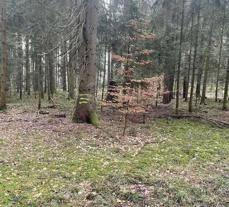 Sehr schönes Waldgrundstück zu verkaufen