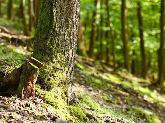 Wald Gemarkung Bad Ditzenbach-Gosbach