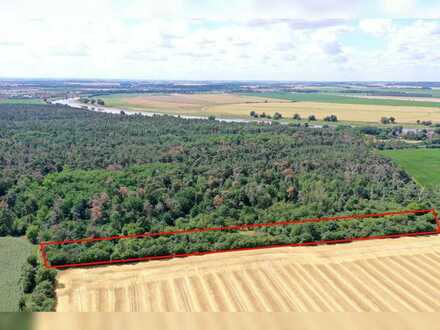 Naturbelassene Obstplantage / Streuobstwiese (ca. 1,2 ha) Nahe der Elbe