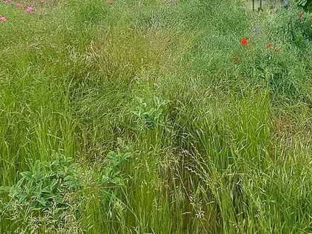 Bestpreisgarantie bei Bien-Zenker - Wohnen mit eigenem Garten