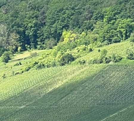 Ehemaliger Weinberg zum neu gestalten