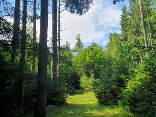 Mischwald in der Gemarkung Epfach