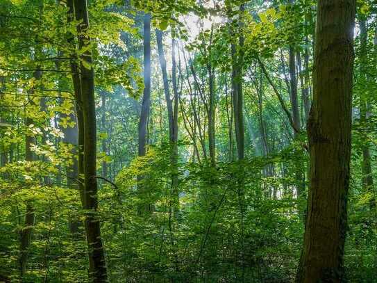 Waldstück in Jetzendorf-Triefing!