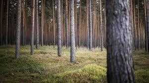 Sechs Waldgrundstücke in Bad Belzig