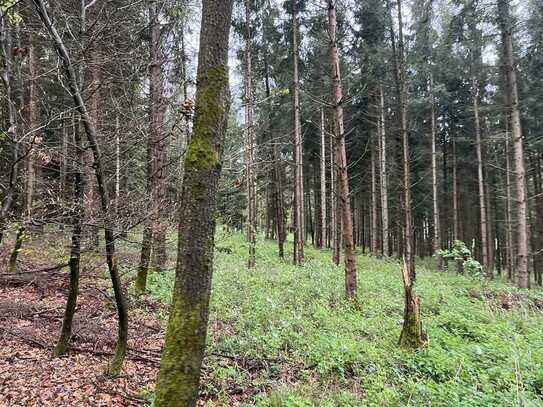 7,9 ha Mischwaldfläche - langjähriger Baumbestand
