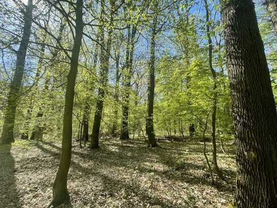 Wald am Golfplatz